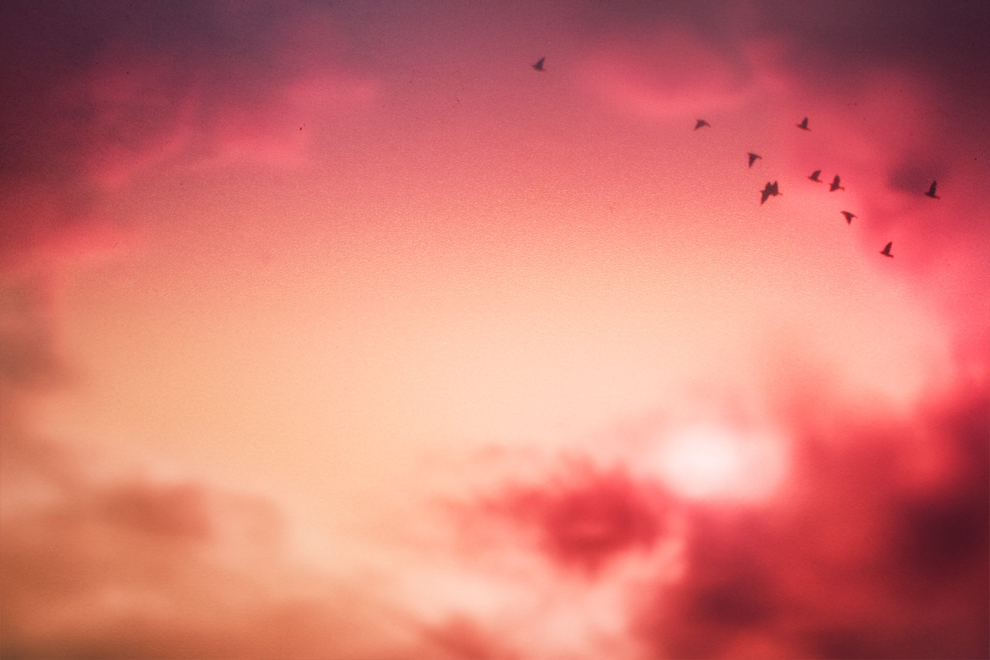 Birds